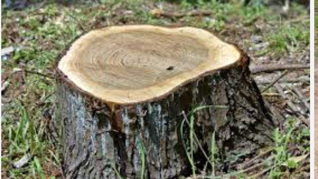 tree stump