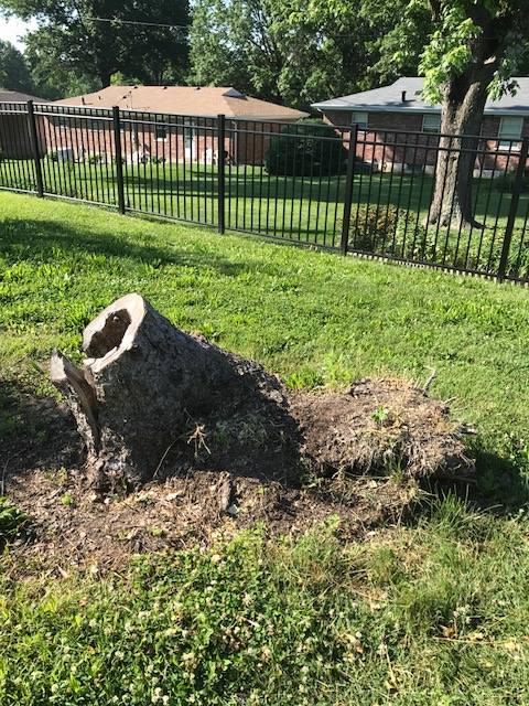 Before Tree Stump Services in St. Louis