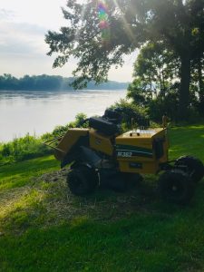 tree stump removal