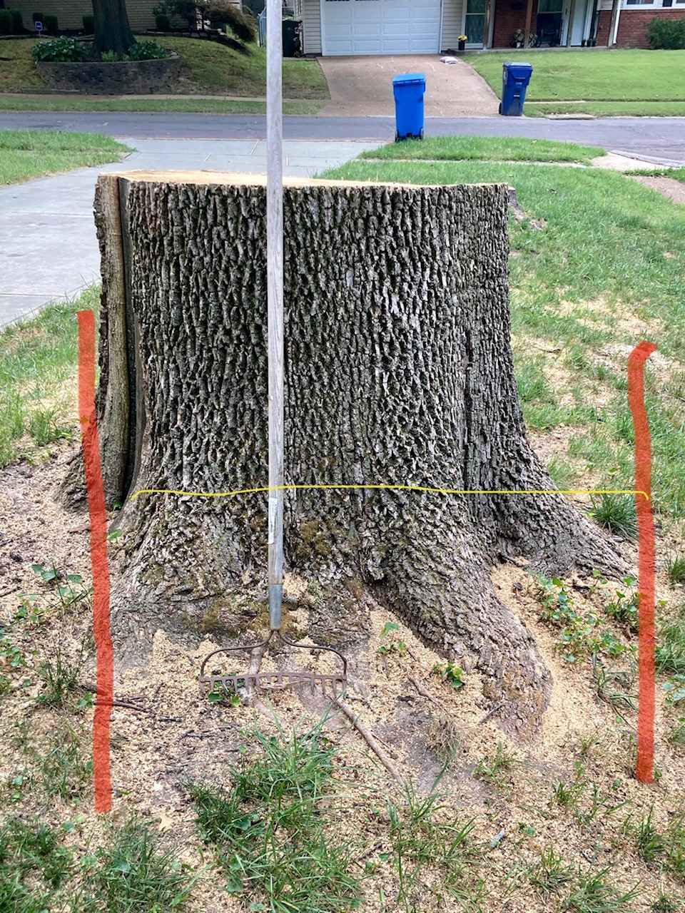Measuring a Tree Stump for Grinding St. Charles & O'Fallon at STL Stump